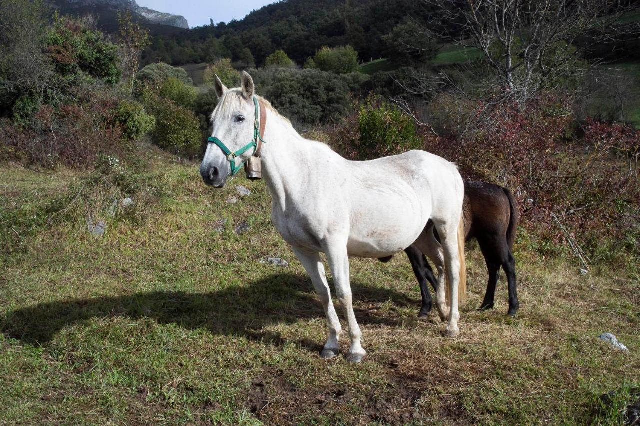 Colio Apartamentos Los Picos De Europa מראה חיצוני תמונה